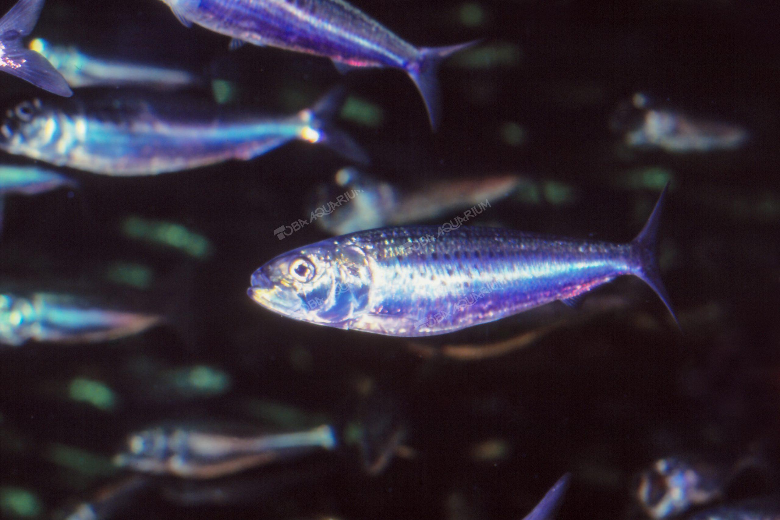 マイワシ - 生きもの図鑑 鳥羽水族館